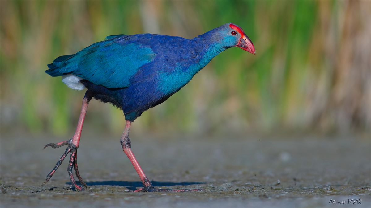 Grey-headed Swamphen