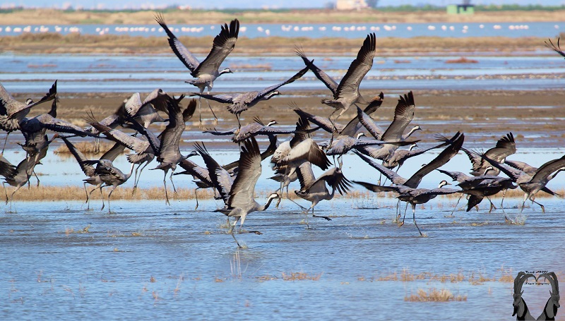 Common Crane