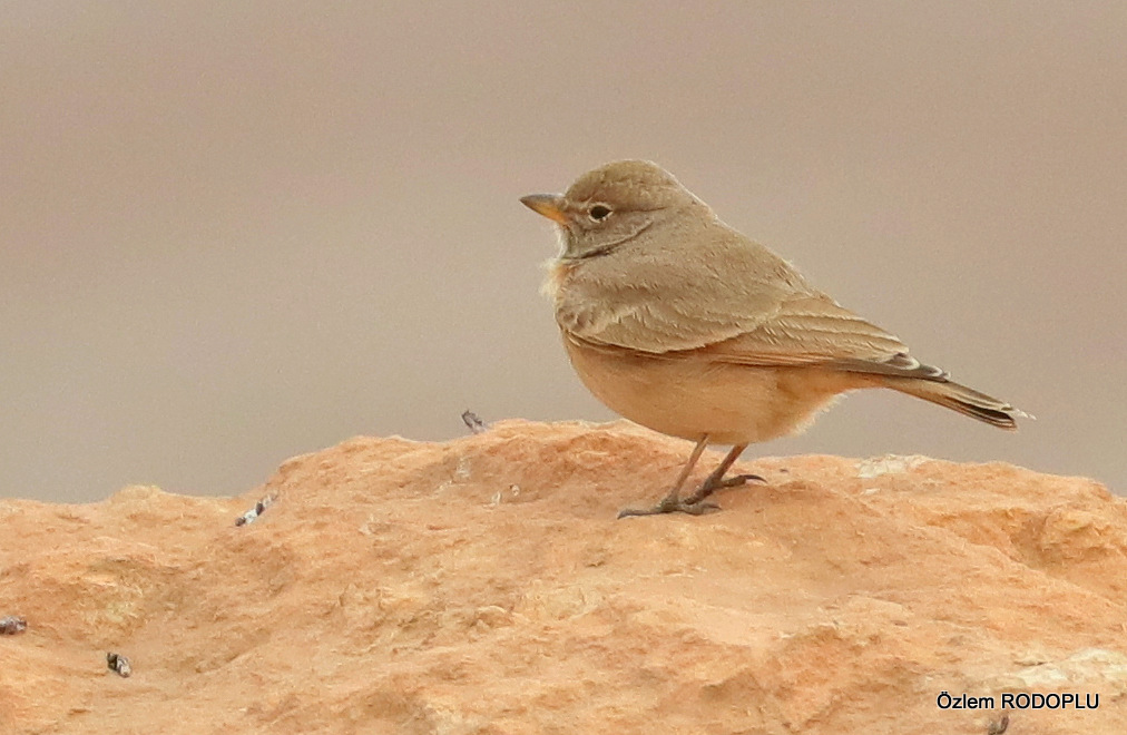 Desert Lark
