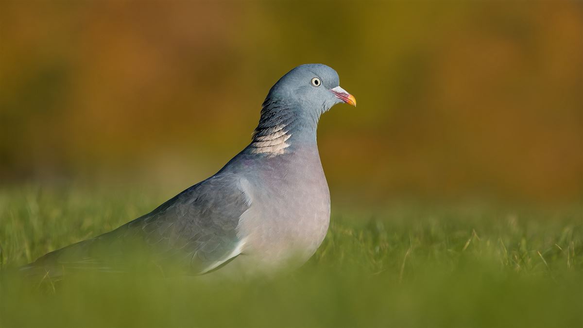 Common Wood Pigeon