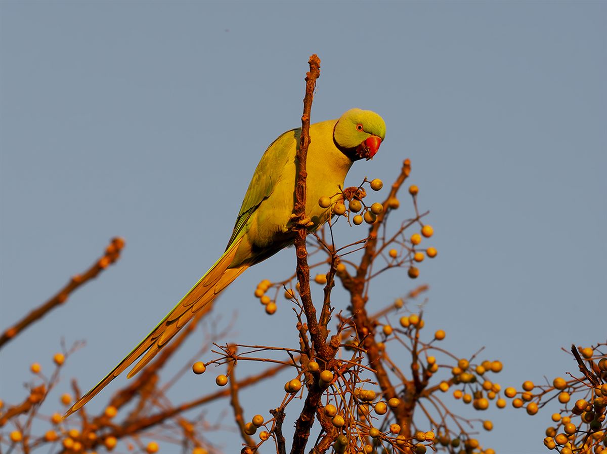 Rose-ringed Parakeet