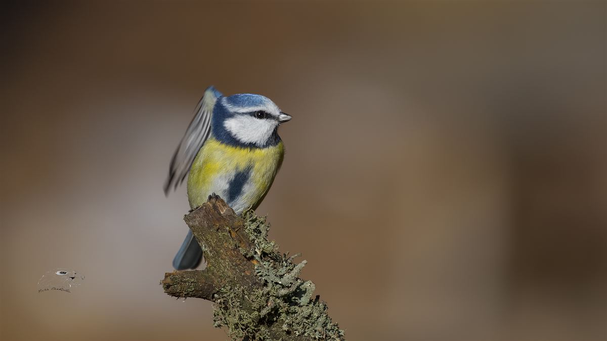 Eurasian Blue Tit