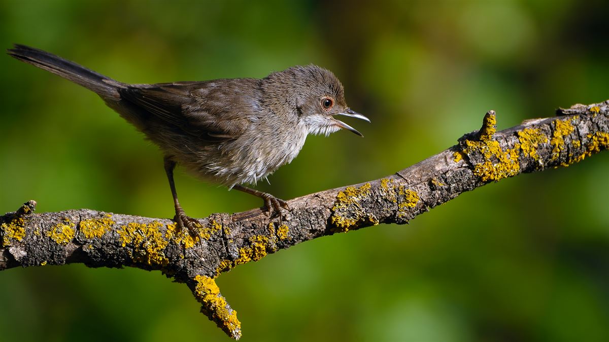 Sardinian Warbler