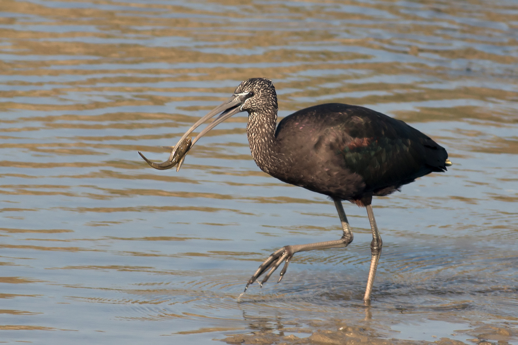 Glossy Ibis