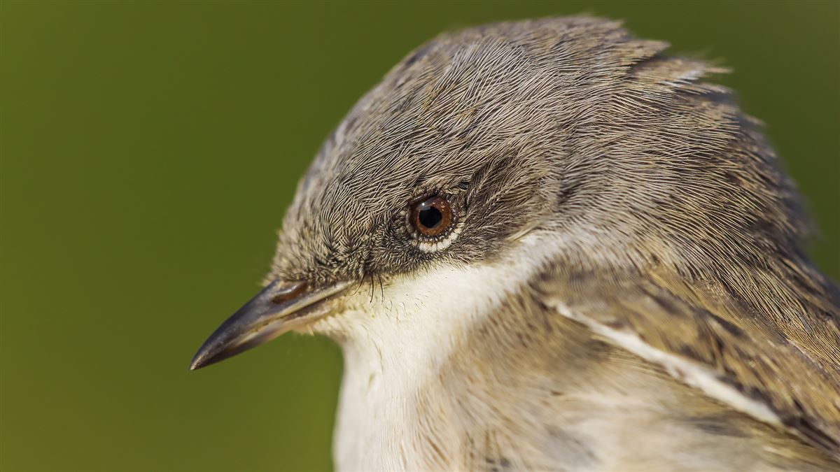 Lesser Whitethroat