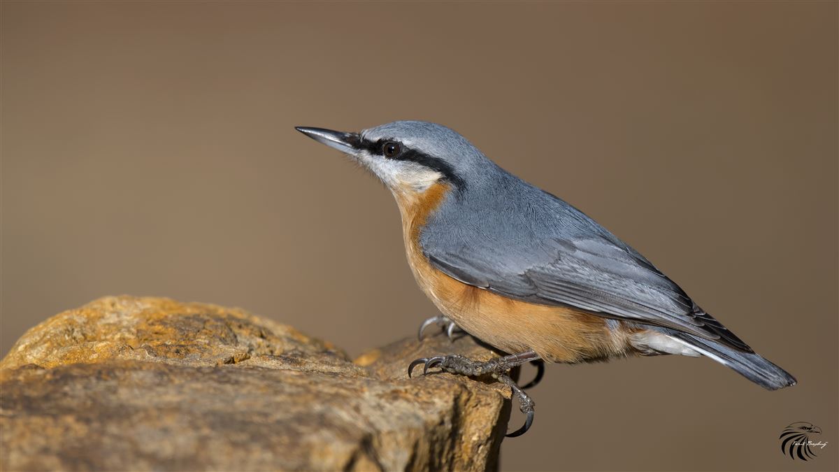 Eurasian Nuthatch