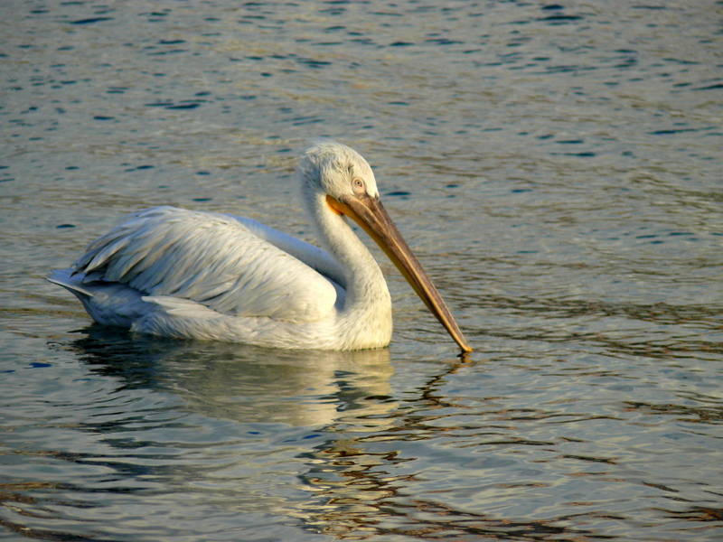 Dalmatian Pelican