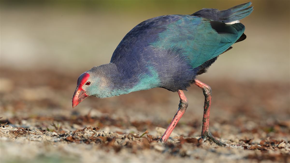 Grey-headed Swamphen