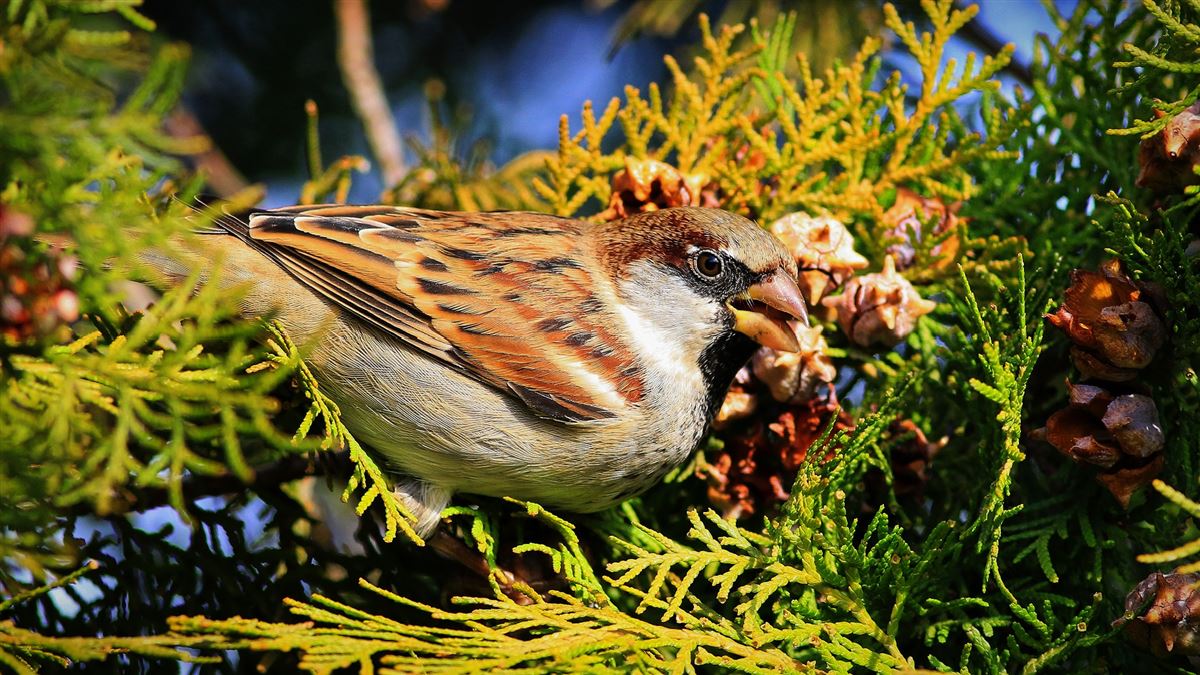 House Sparrow
