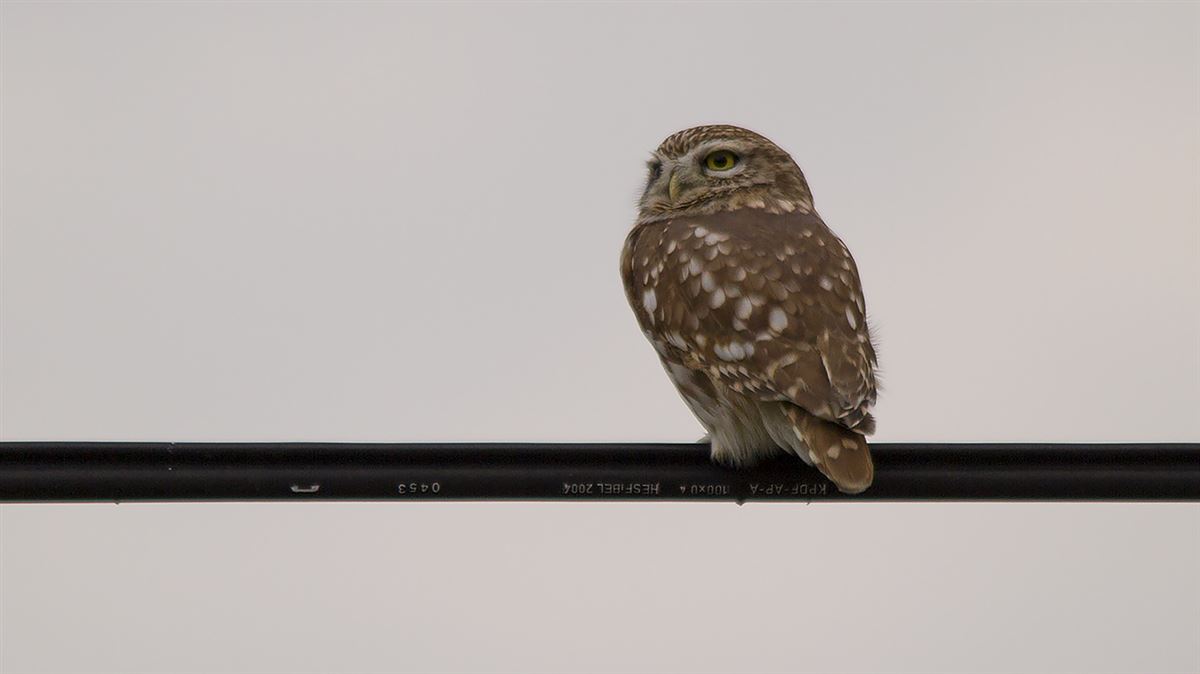 Little Owl