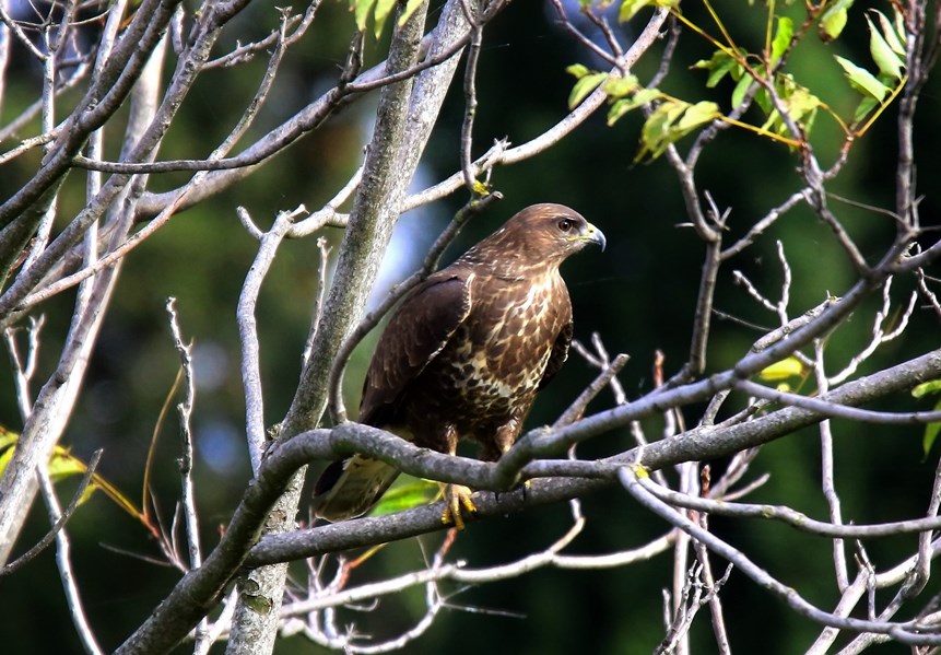 Common Buzzard