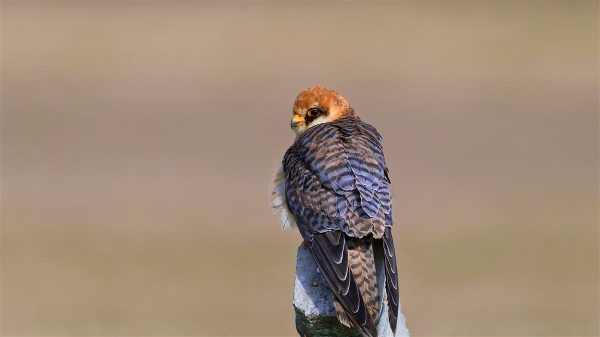 Red-footed Falcon