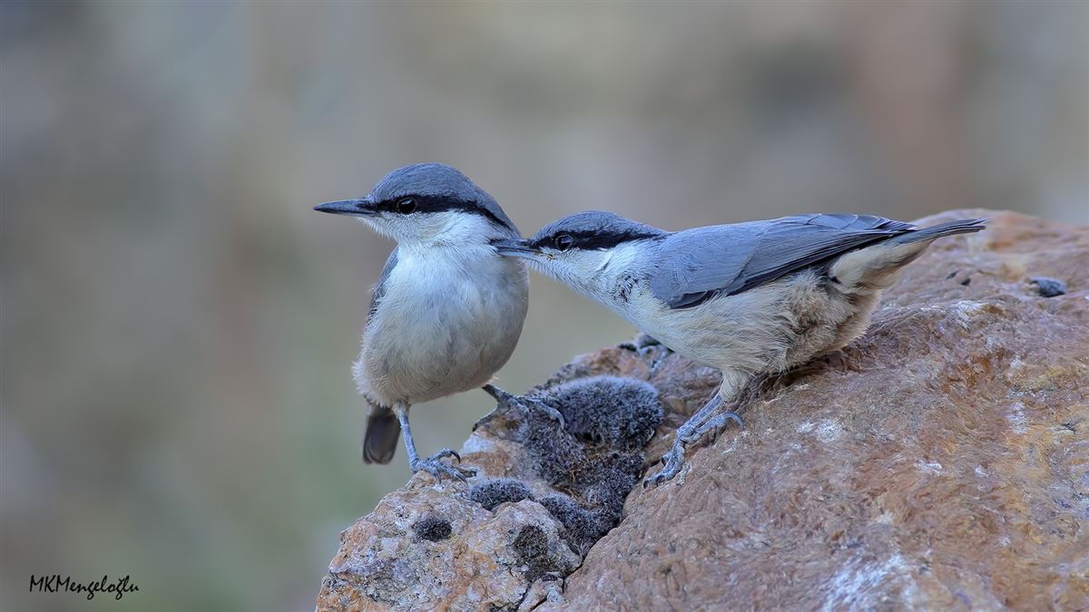 Western Rock Nuthatch