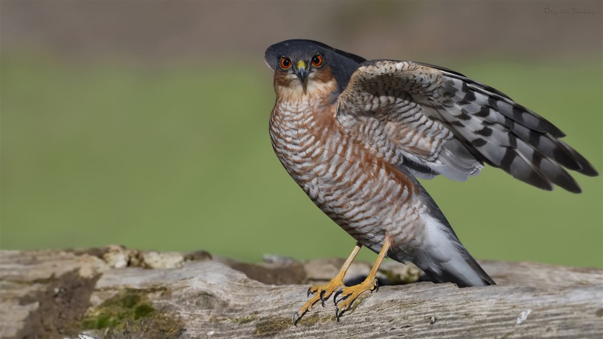 Eurasian Sparrowhawk