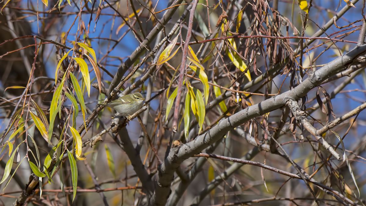 Yellow-browed Warbler