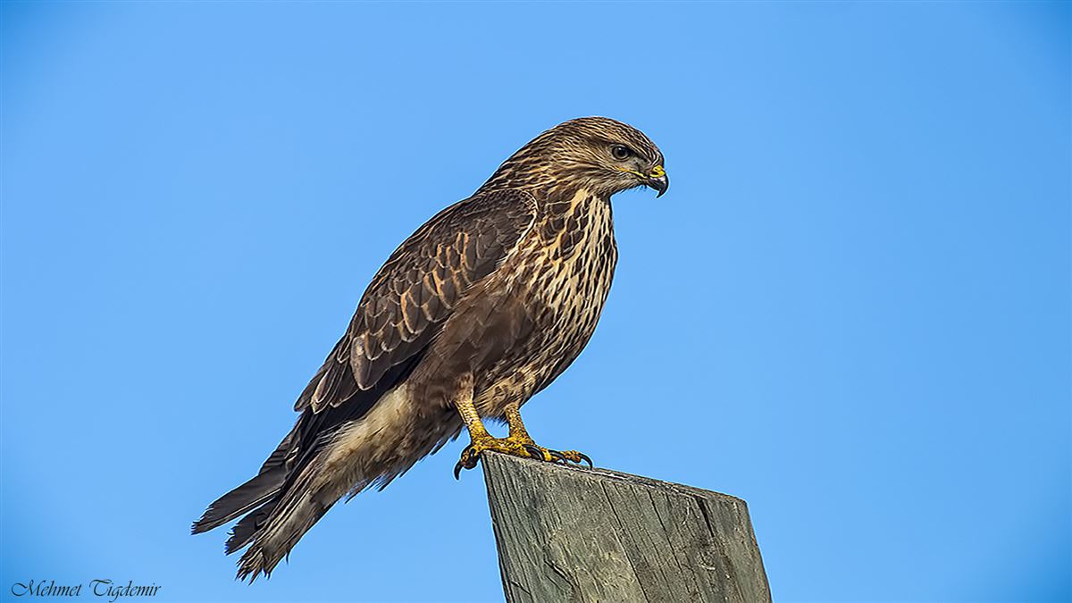 Common Buzzard