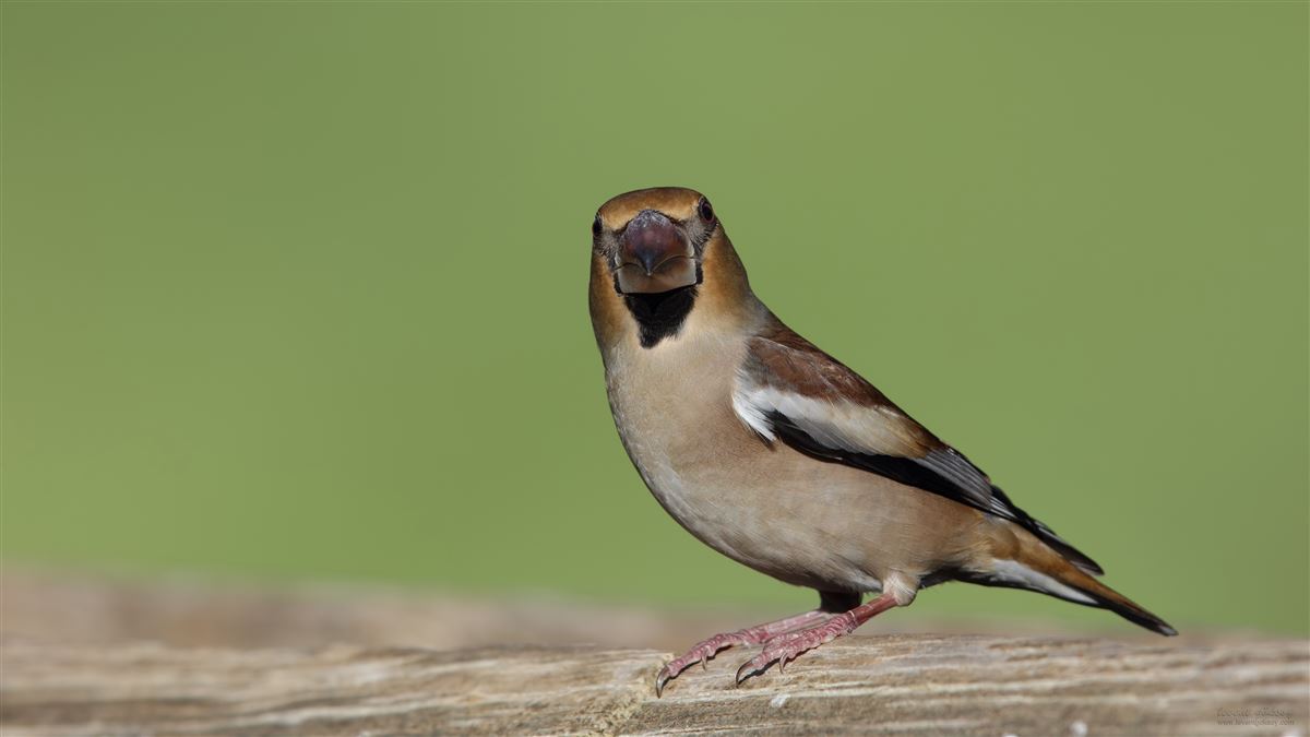 Hawfinch