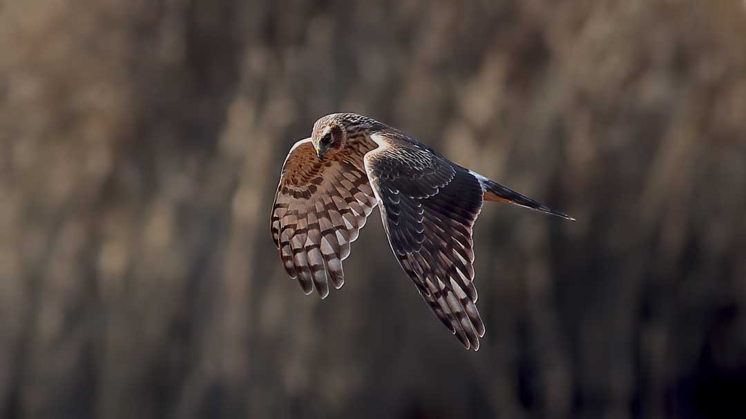 Hen Harrier