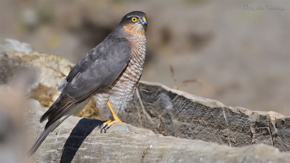 Eurasian Sparrowhawk