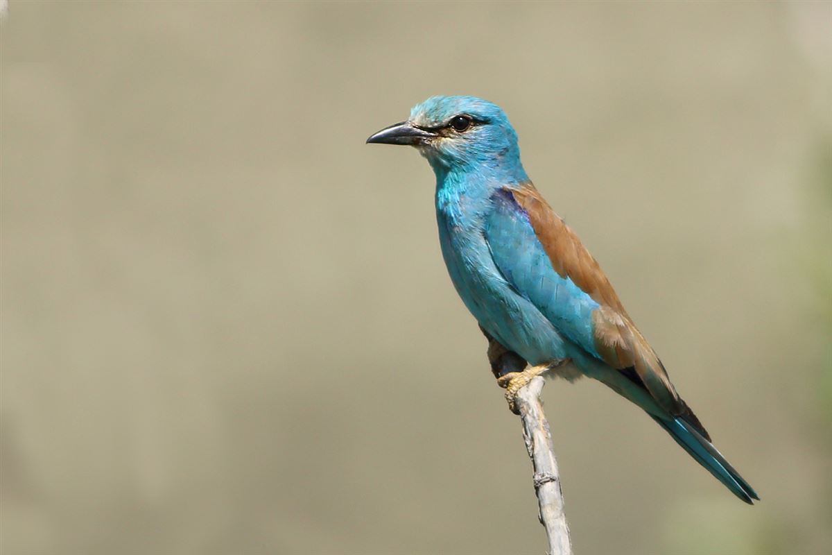 European Roller