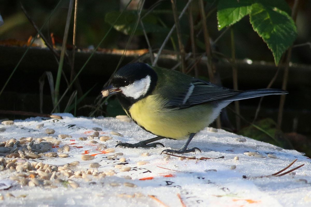 Great Tit