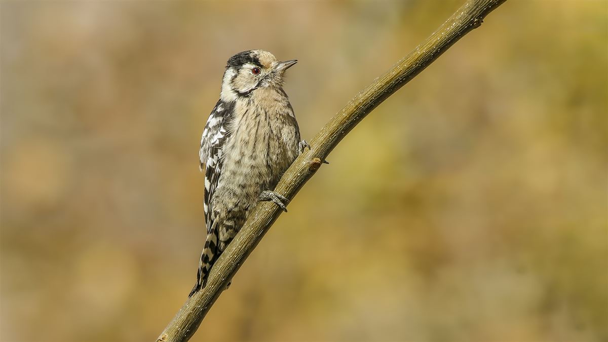 Lesser Spotted Woodpecker