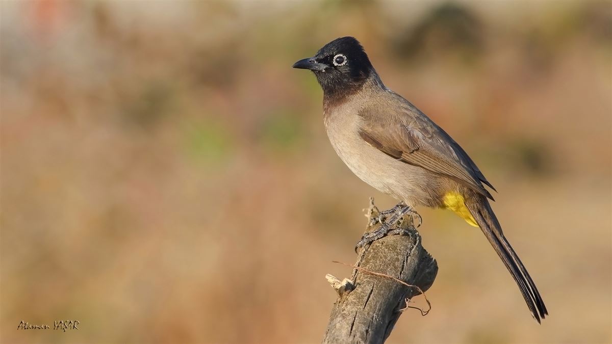 White-spectacled Bulbul
