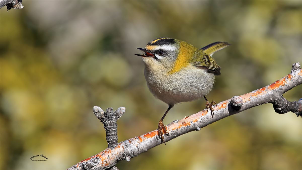 Common Firecrest