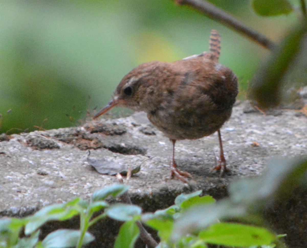 Eurasian Wren