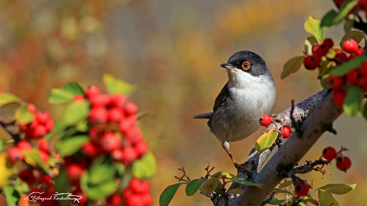 Sardinian Warbler