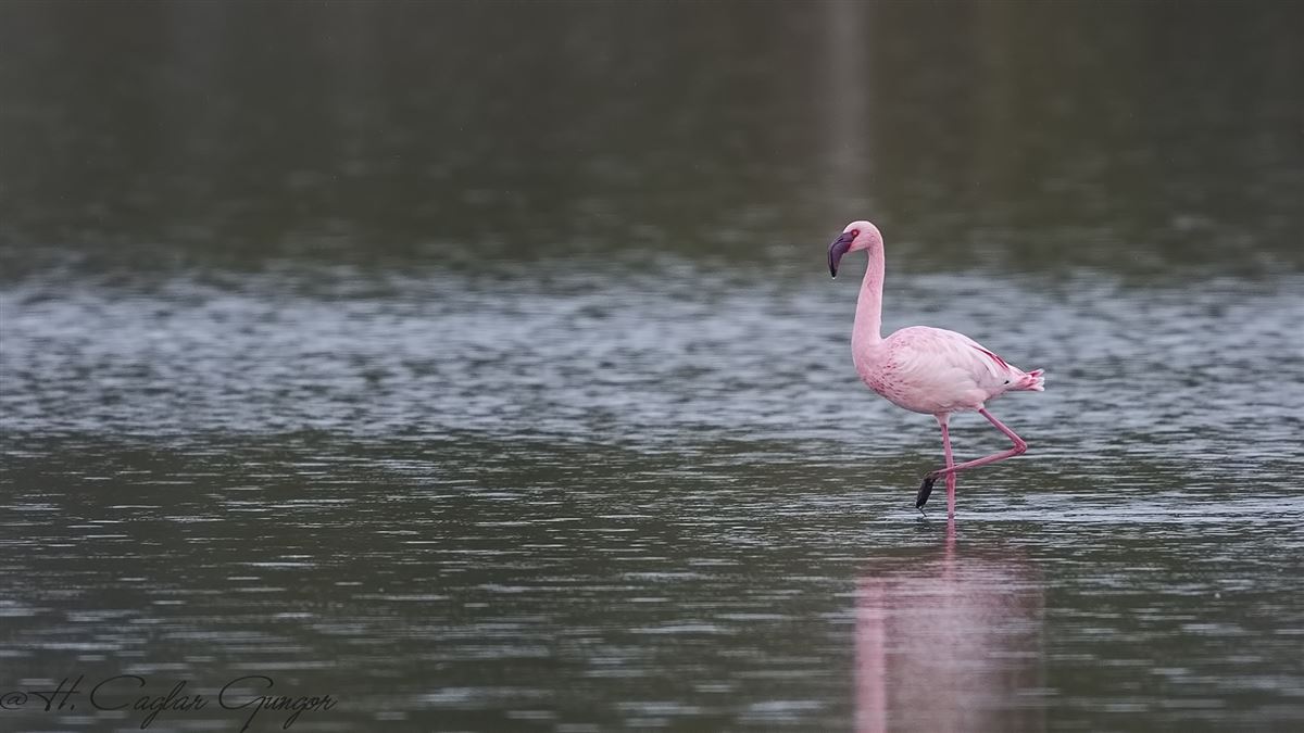 Lesser Flamingo