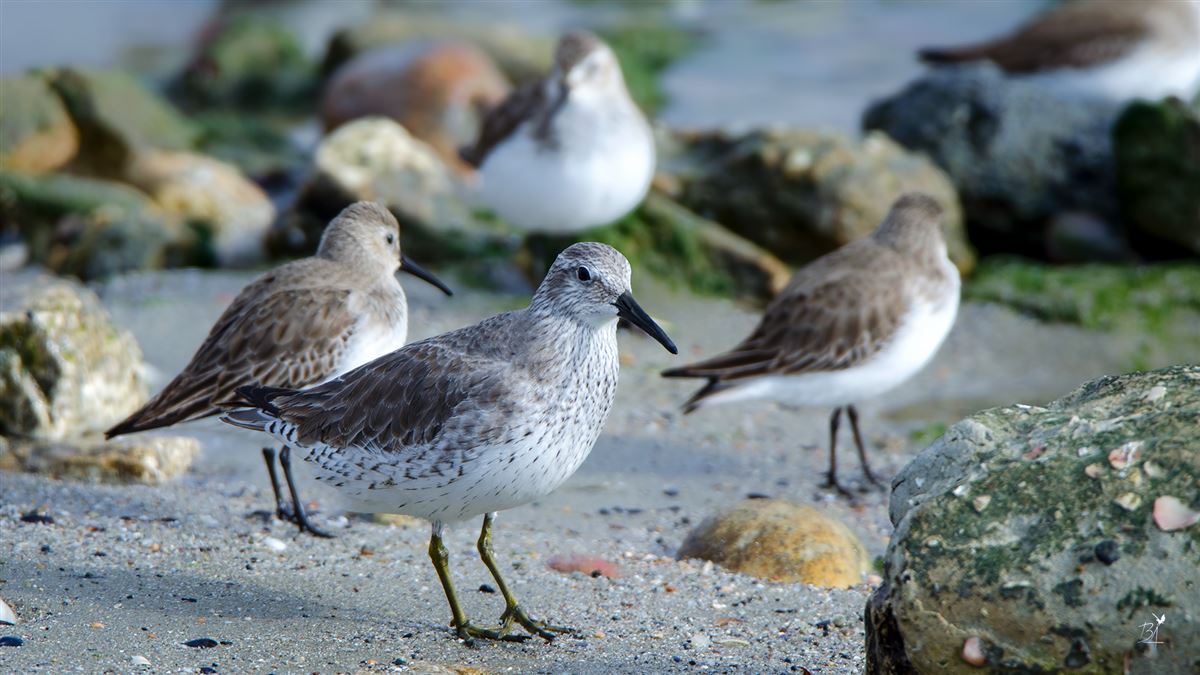 Red Knot