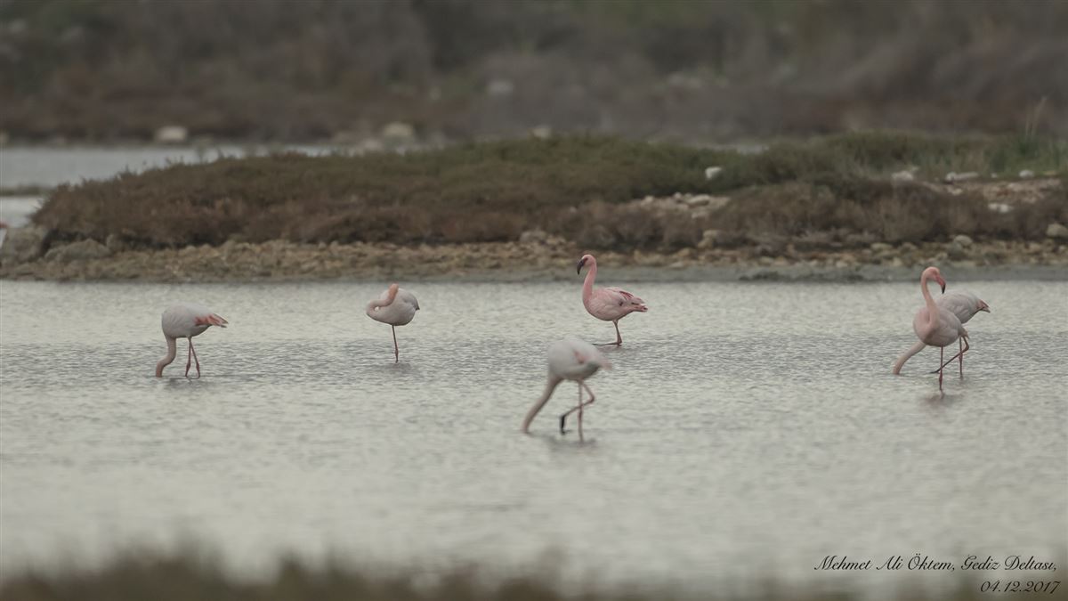 Lesser Flamingo