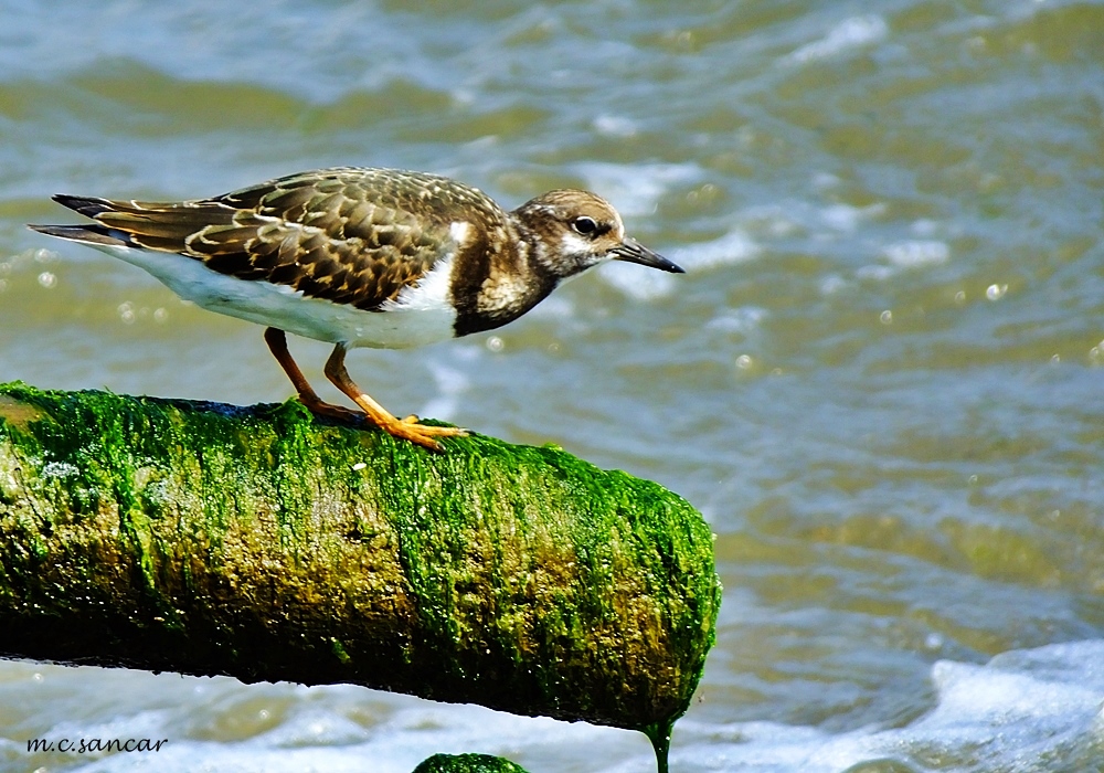 Ruddy Turnstone