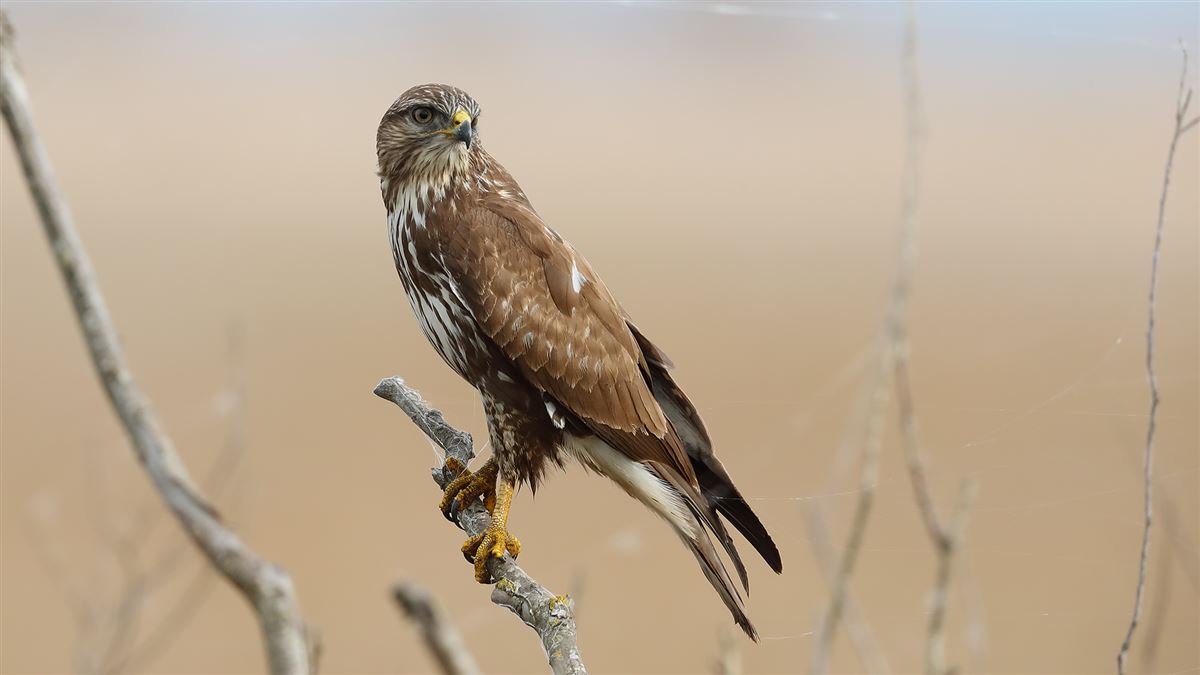 Common Buzzard
