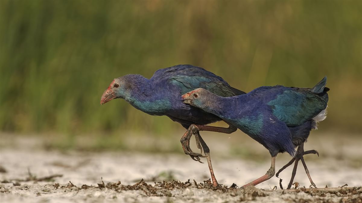 Grey-headed Swamphen