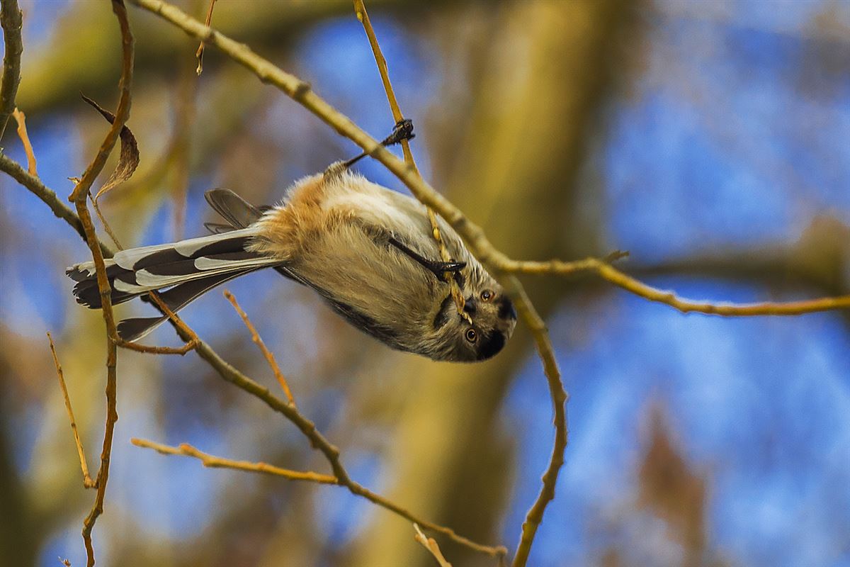 Long-tailed Tit