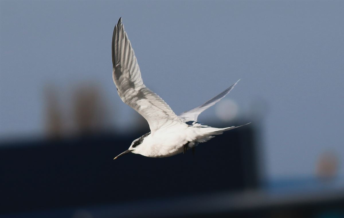 Sandwich Tern