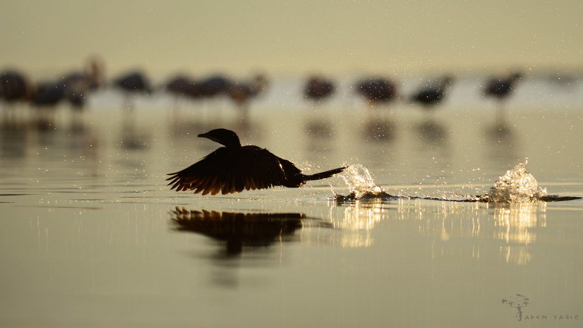 Pygmy Cormorant
