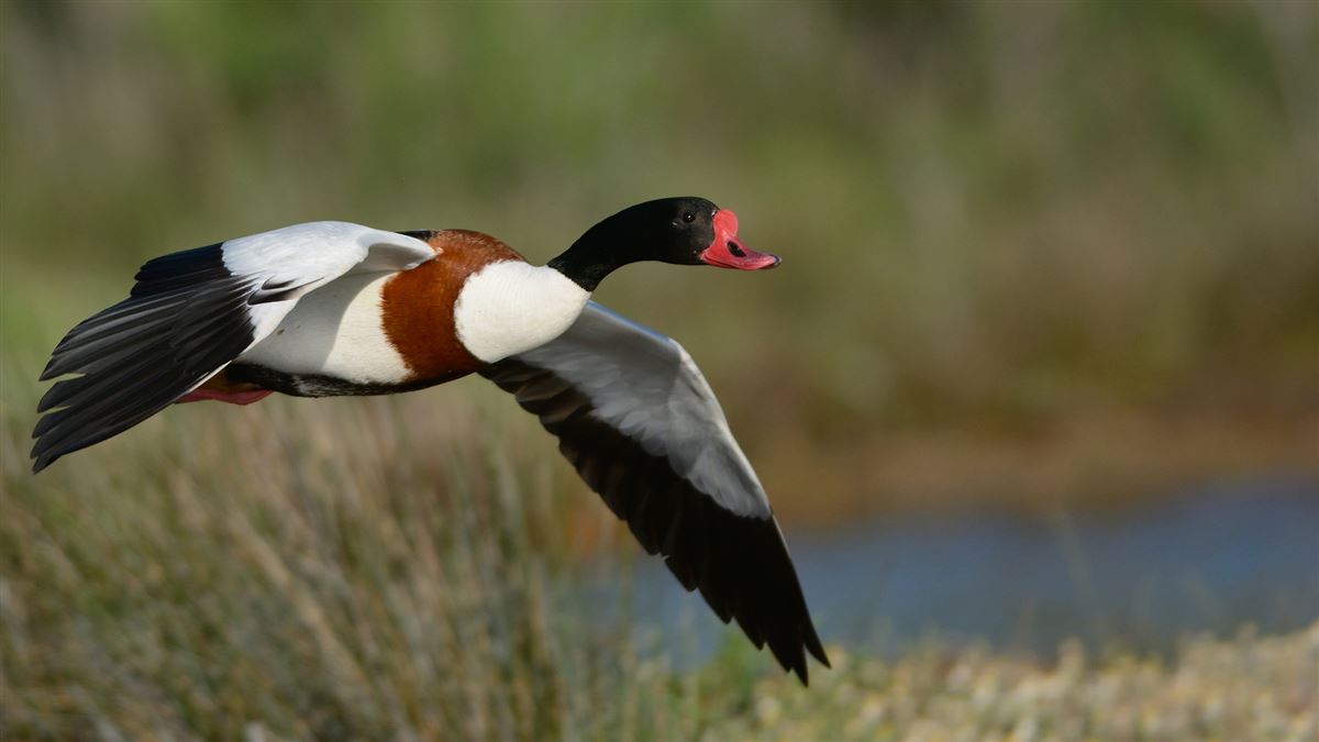 Common Shelduck