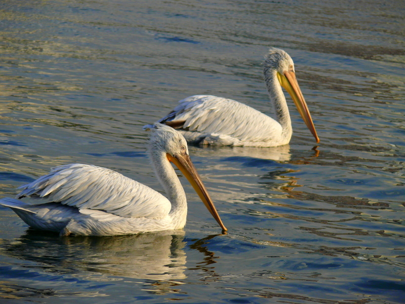 Dalmatian Pelican