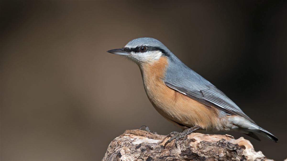 Eurasian Nuthatch
