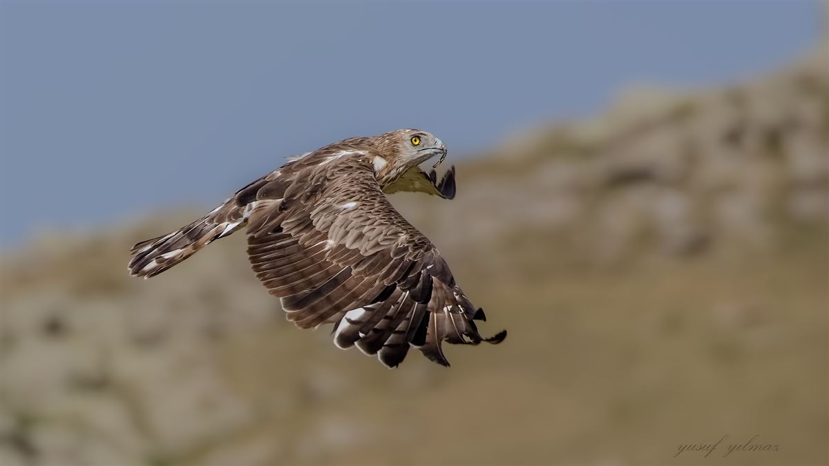 Short-toed Snake Eagle