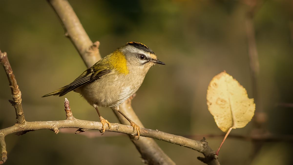 Common Firecrest