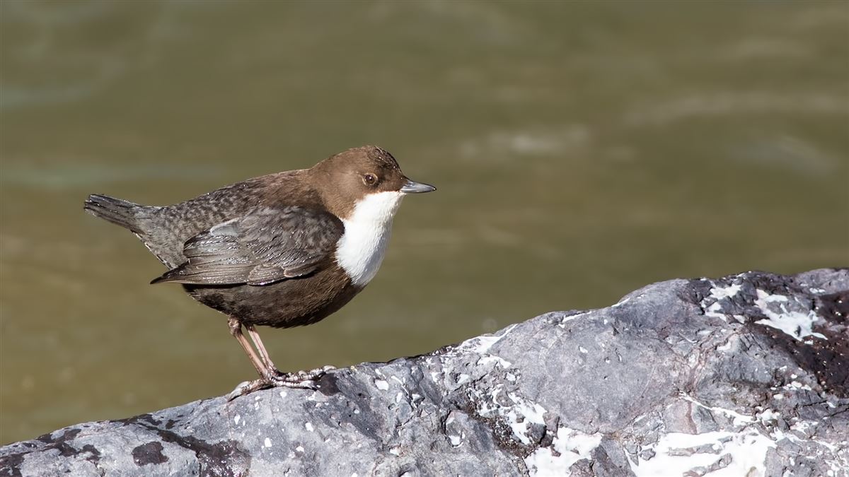 White-throated Dipper