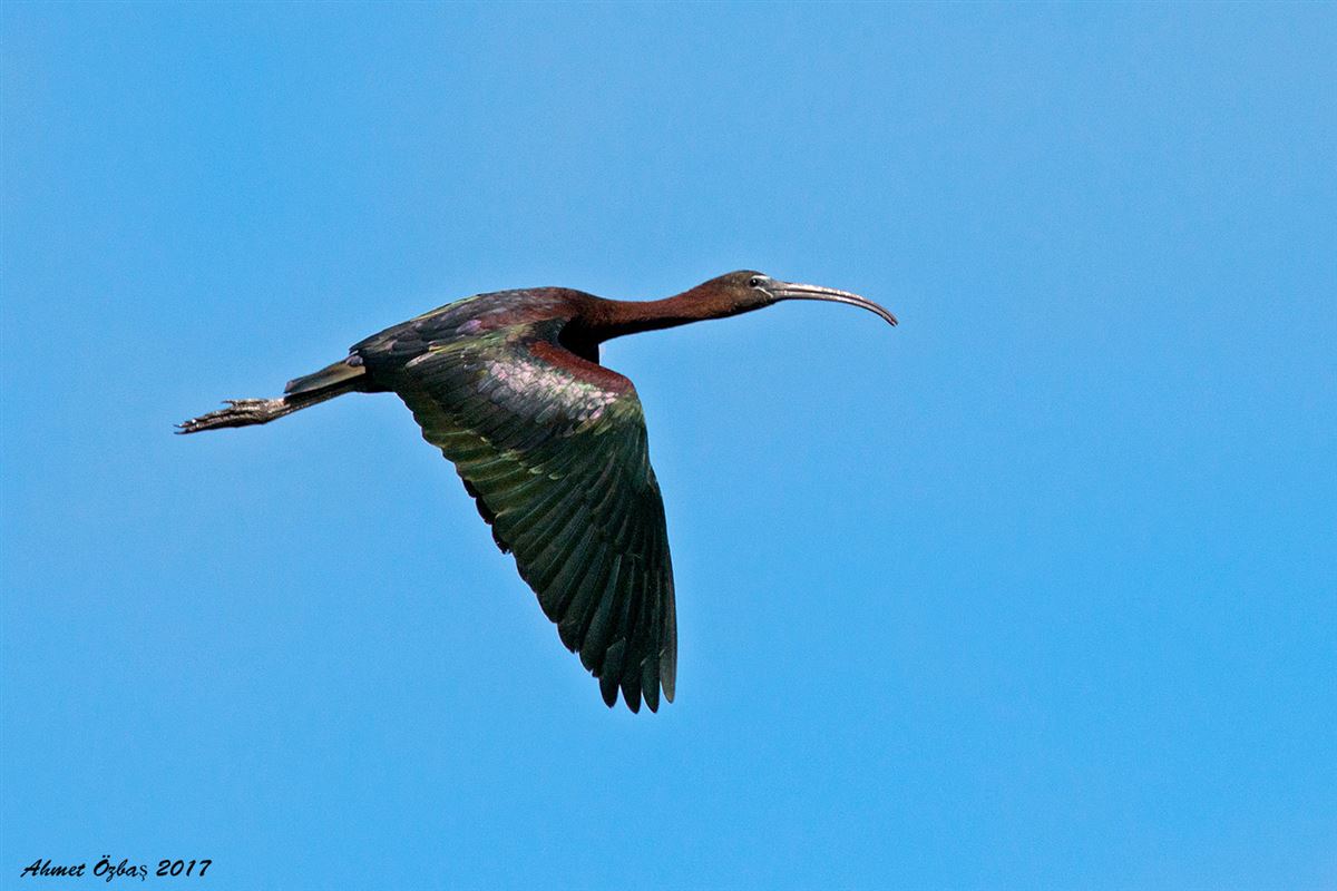 Glossy Ibis