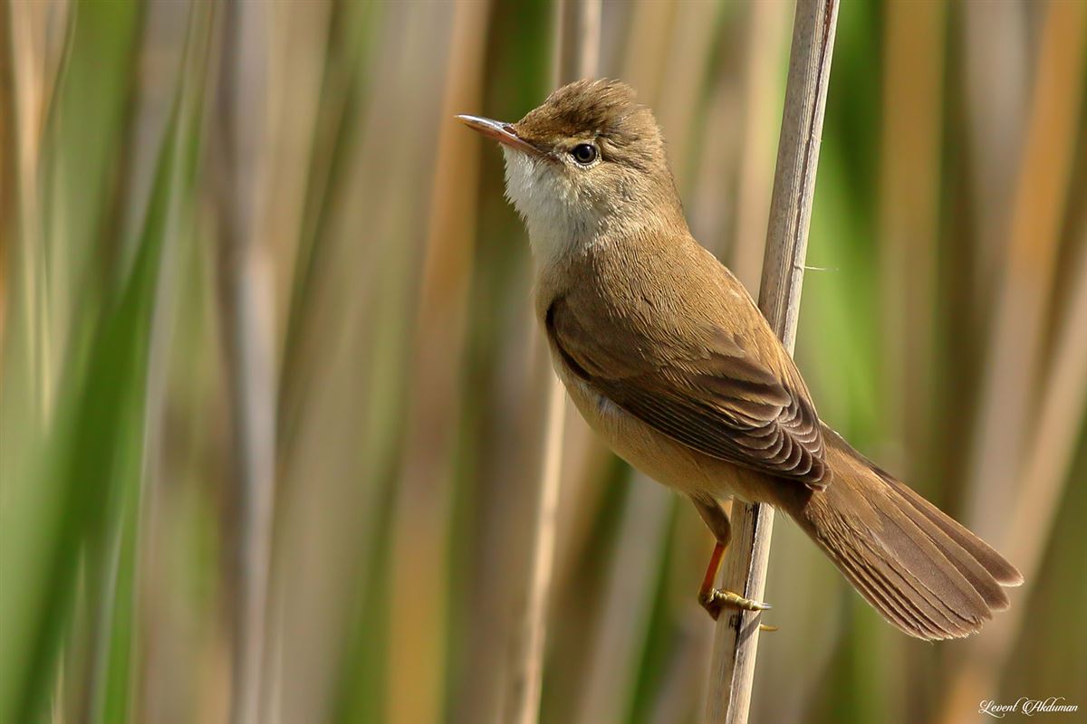 Common Reed Warbler