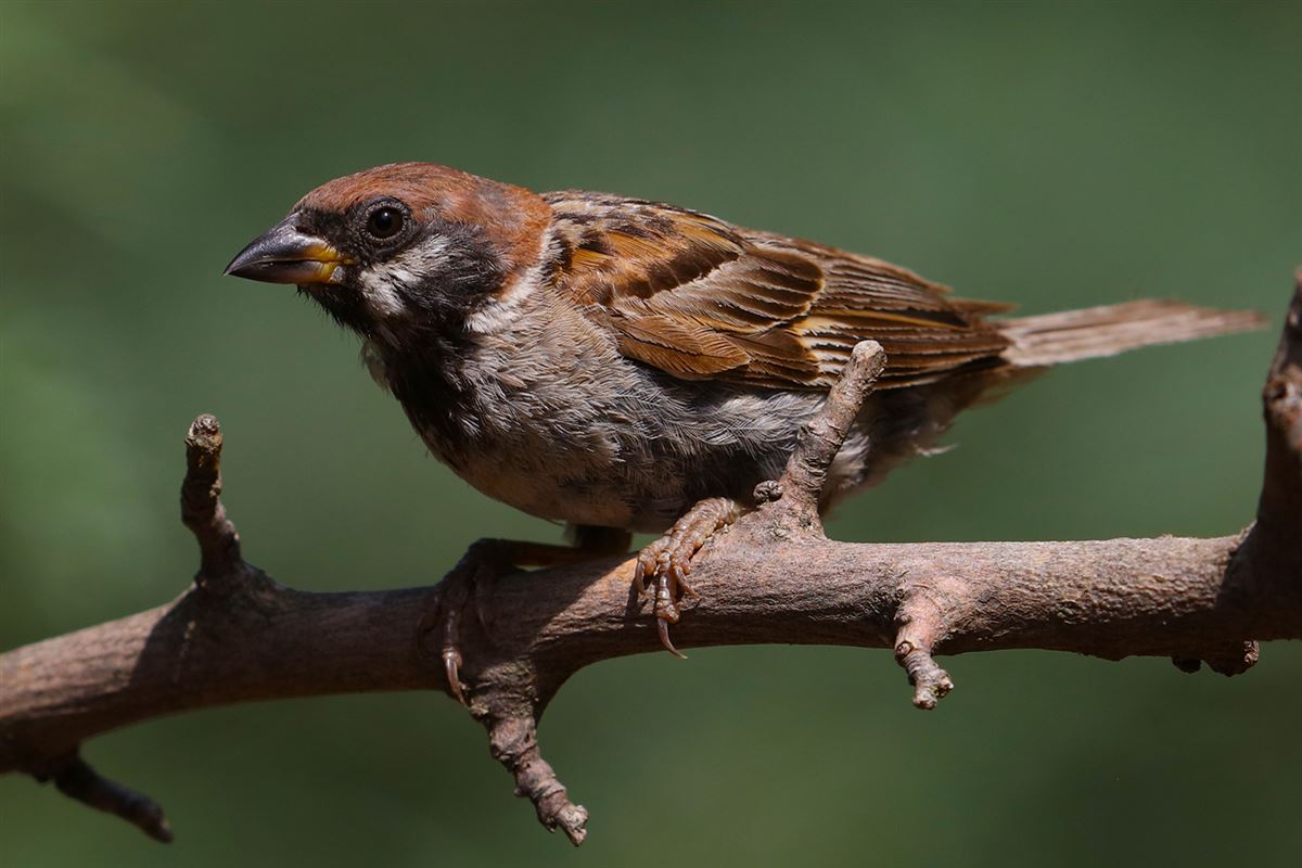 Eurasian Tree Sparrow