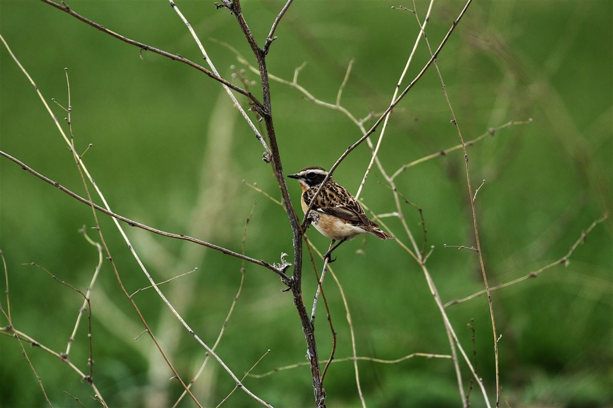 Whinchat