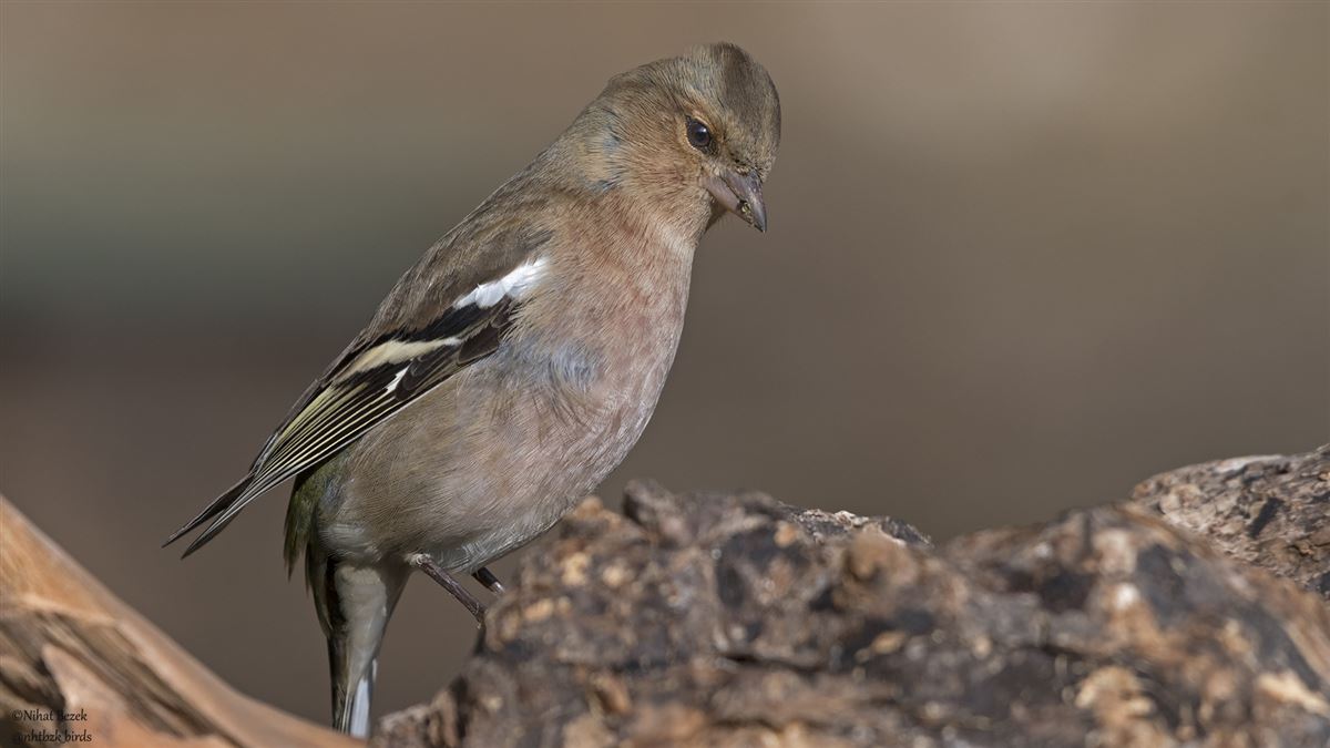 Eurasian Chaffinch
